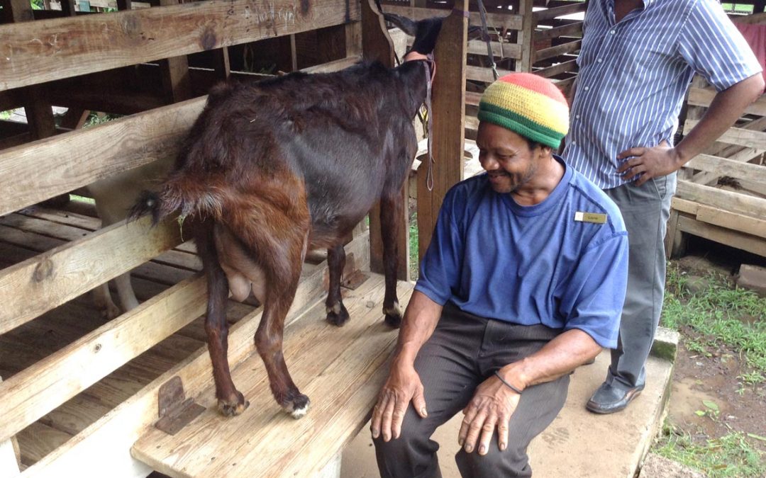 Goats in Paradise: (Re)introducing local dairy goat-production in Dominica. 2020