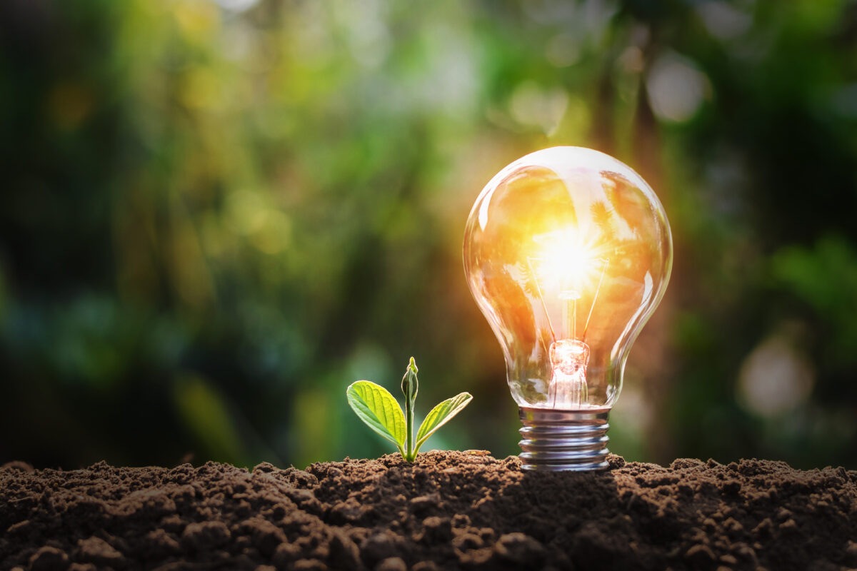 lightbulb with small plant on soil and sunshine. concept saving